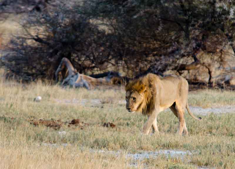 09 - Namibia - leon - parque nacional de Etosha